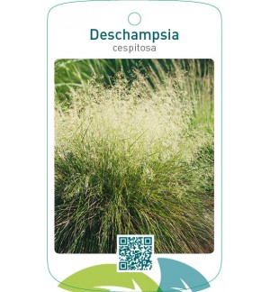 Descampsia cespitosa