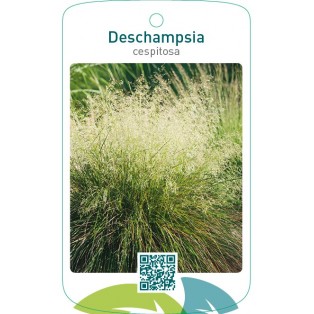 Descampsia cespitosa