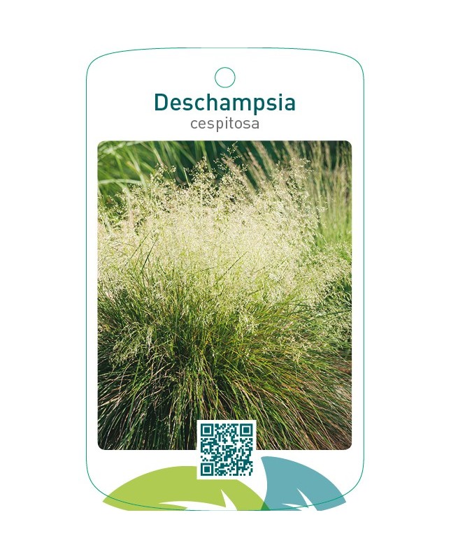 Descampsia cespitosa