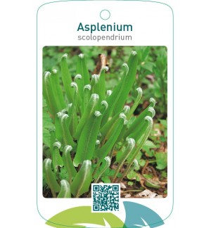Asplenium scolopendrum