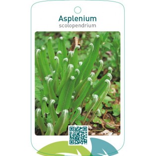 Asplenium scolopendrum