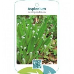 Asplenium scolopendrum