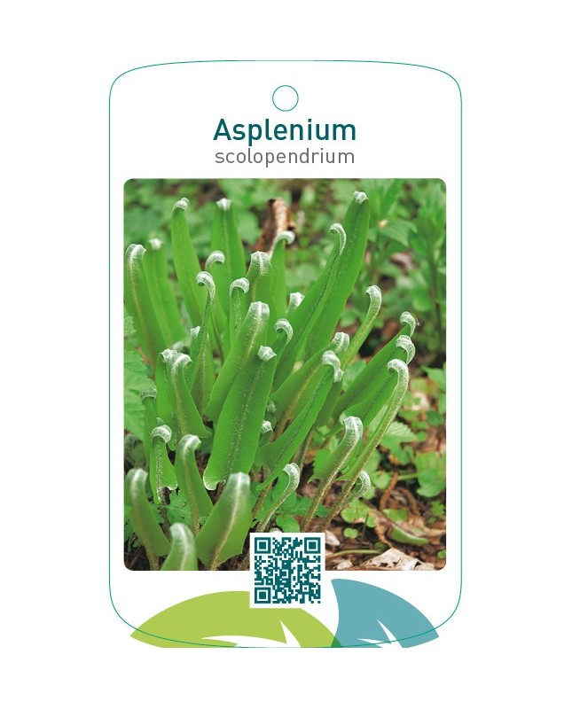 Asplenium scolopendrum