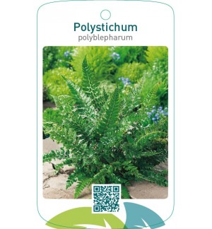 Polystichum polyblepharum