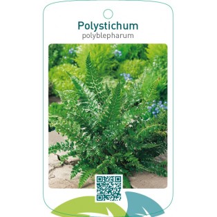 Polystichum polyblepharum