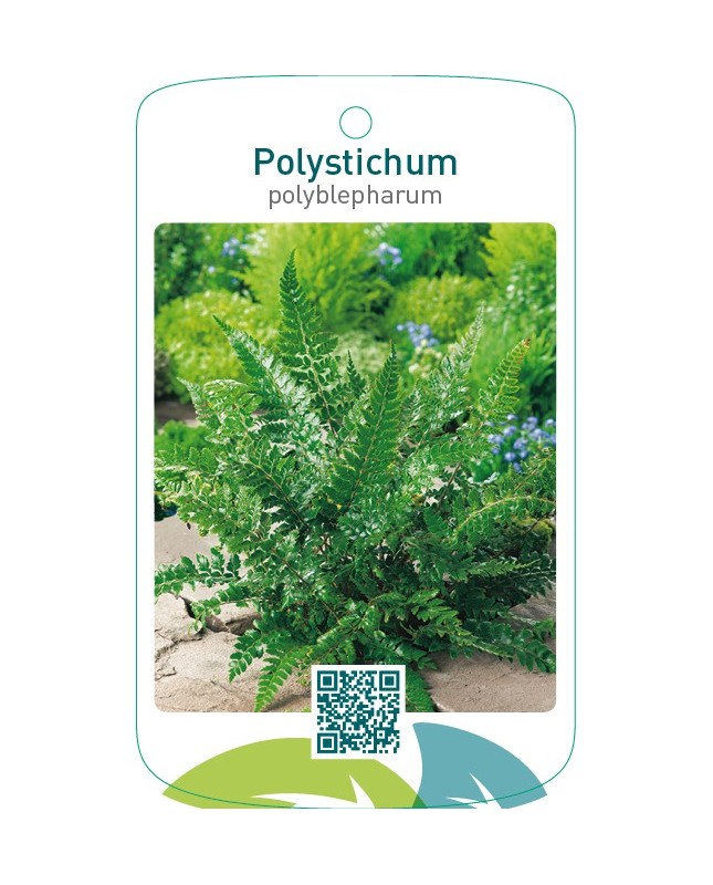 Polystichum polyblepharum