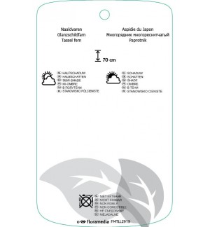 Etichette di Polystichum polyblepharum *
