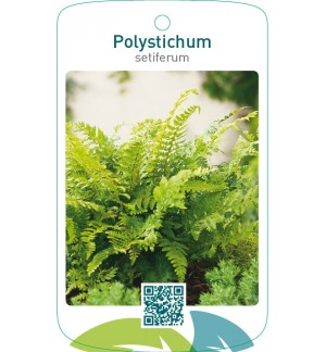 Polystichum setiferum