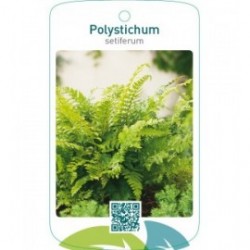 Polystichum setiferum