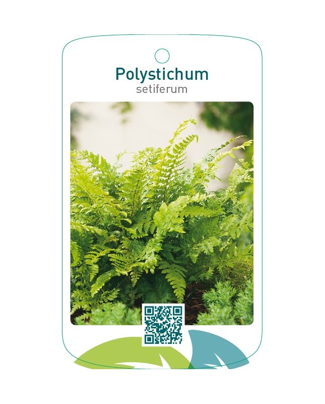Polystichum setiferum