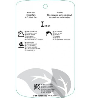 Etichette di Polystichum setiferum *