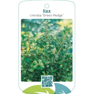 Ilex crenata 'Green Hedge'
