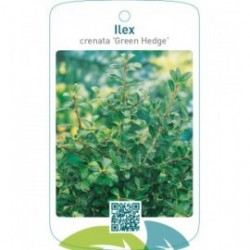 Ilex crenata 'Green Hedge'