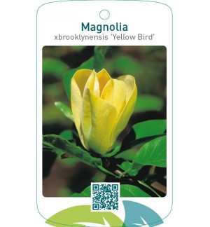 Magnolia xbrooklynensis 'Yellow Bird'