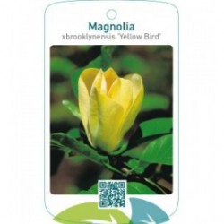 Magnolia xbrooklynensis 'Yellow Bird'