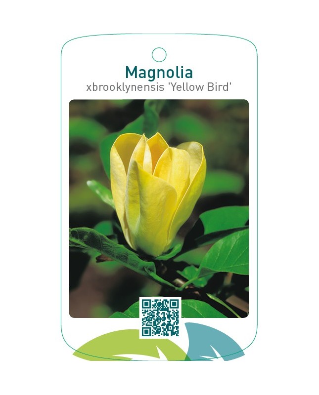 Magnolia xbrooklynensis 'Yellow Bird'