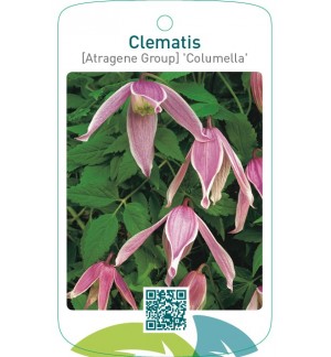 Clematis [Atragene Group] 'Columella'