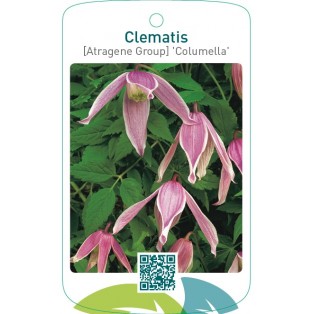 Clematis [Atragene Group] 'Columella'
