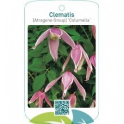 Clematis [Atragene Group] 'Columella'