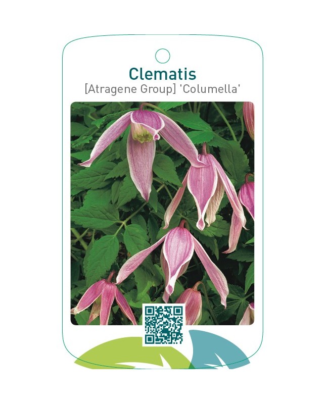 Clematis [Atragene Group] 'Columella'