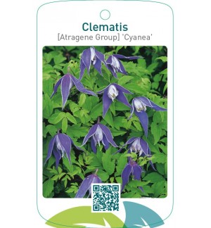 Clematis [Atragene Group] 'Cyanea'
