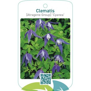 Clematis [Atragene Group] 'Cyanea'