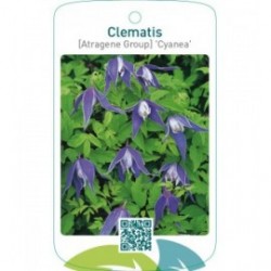 Clematis [Atragene Group] 'Cyanea'