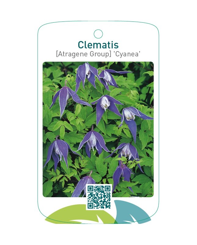 Clematis [Atragene Group] 'Cyanea'