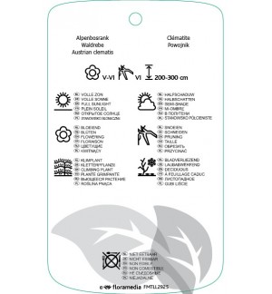 Etichette di Clematis [Atragene Group] 'Cyanea' *