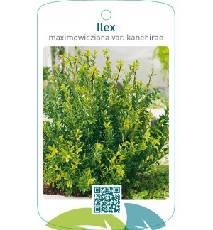 Ilex maximowicziana var. kanehirae