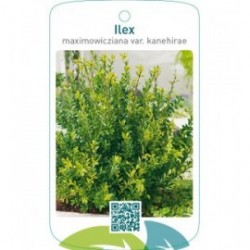 Ilex maximowicziana var. kanehirae