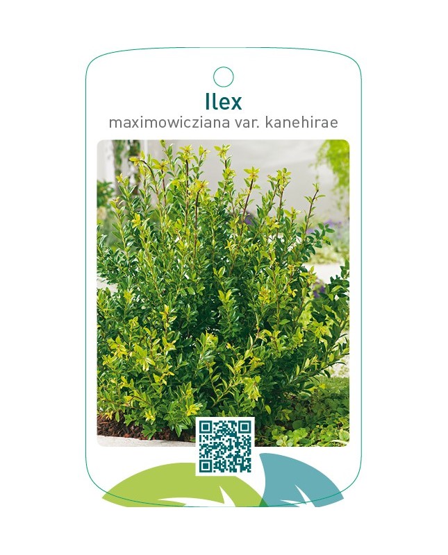 Ilex maximowicziana var. kanehirae