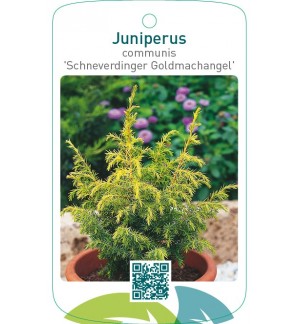 Juniperus communis 'Schneverdinger Goldmachangel'