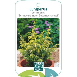 Juniperus communis 'Schneverdinger Goldmachangel'