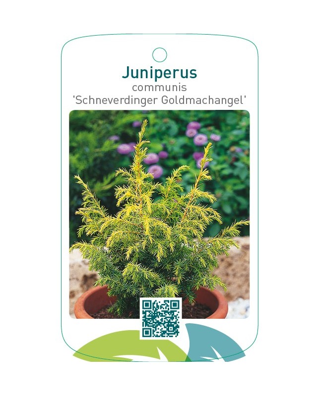 Juniperus communis 'Schneverdinger Goldmachangel'