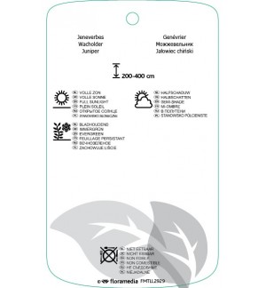 Etichette di Juniperus communis 'Schneverdinger Goldmachangel' *