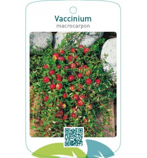 Vaccinium macrocarpon