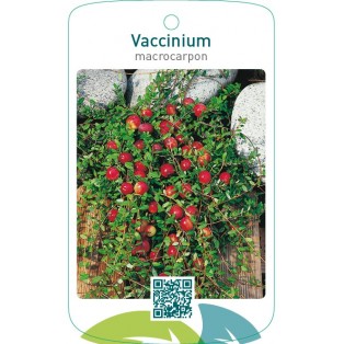 Vaccinium macrocarpon