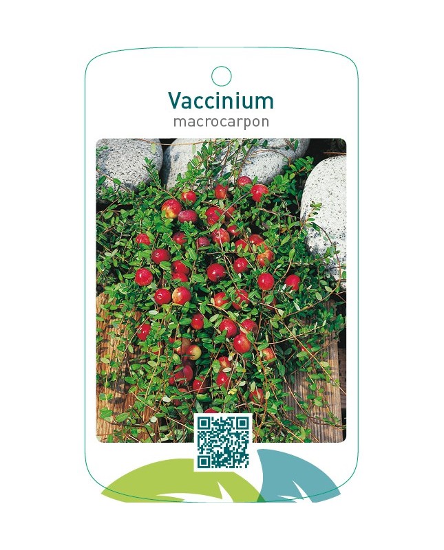 Vaccinium macrocarpon
