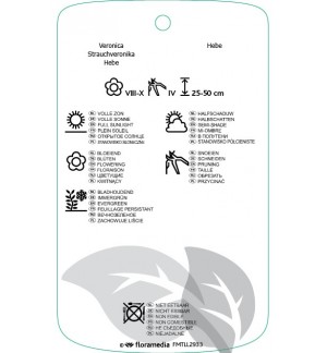 Etichette di Hebe vernicosa *