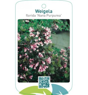 Weigela florida ‘Nana Purpurea’