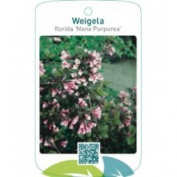 Weigela florida ‘Nana Purpurea’