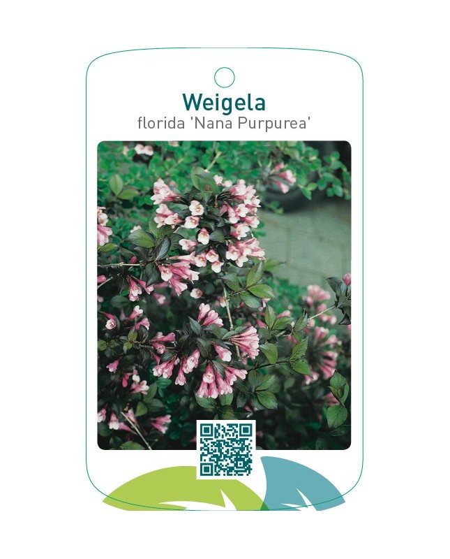 Weigela florida ‘Nana Purpurea’