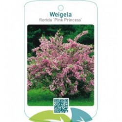 Weigela florida ‘Pink Princess’