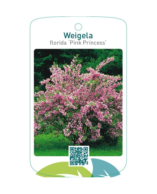 Weigela florida ‘Pink Princess’