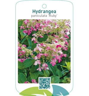 Hydrangea paniculata 'Ruby'