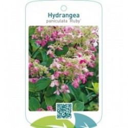 Hydrangea paniculata 'Ruby'