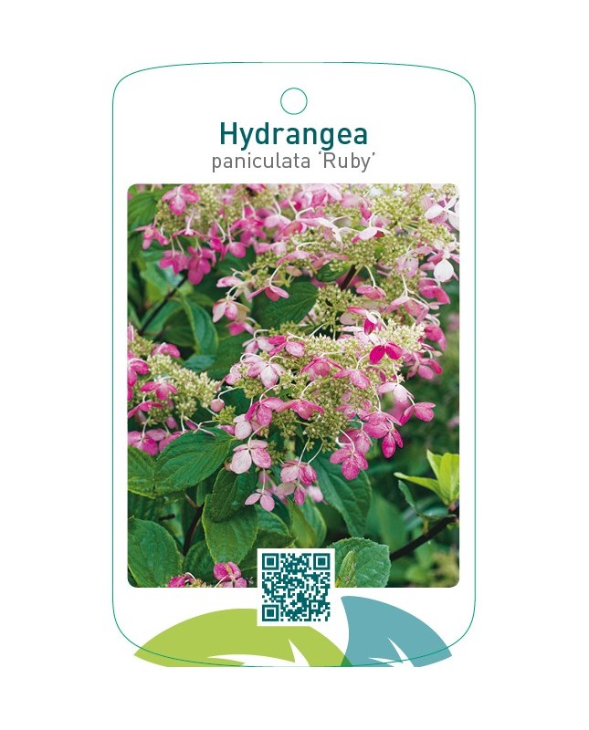 Hydrangea paniculata 'Ruby'