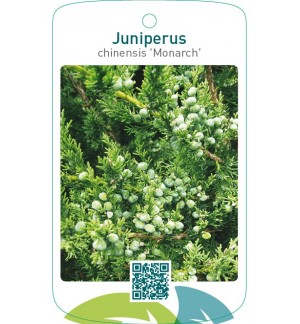 Juniperus chinensis 'Monarch'