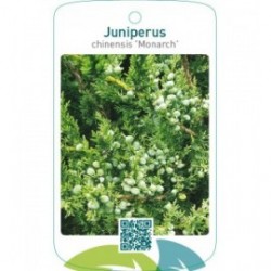 Juniperus chinensis 'Monarch'